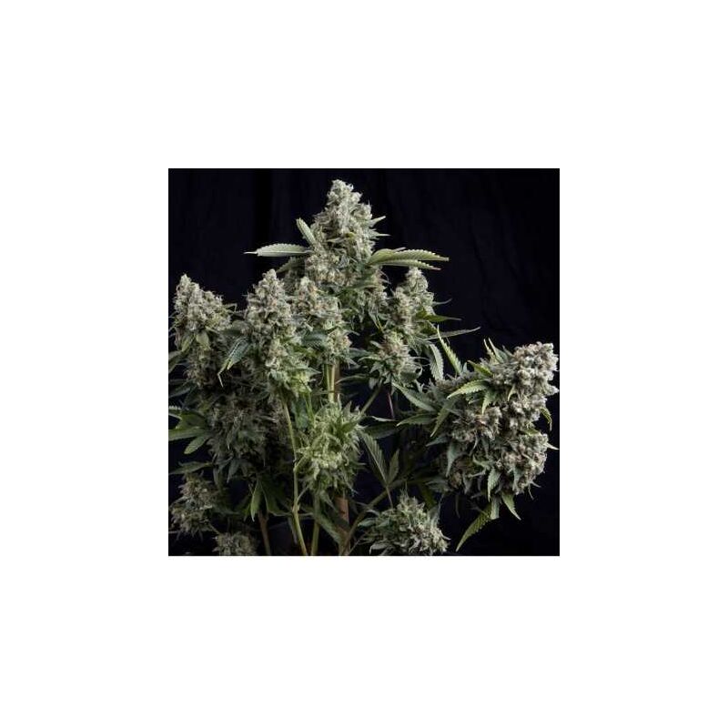 Tutankhamon, Фасовка: 3+1